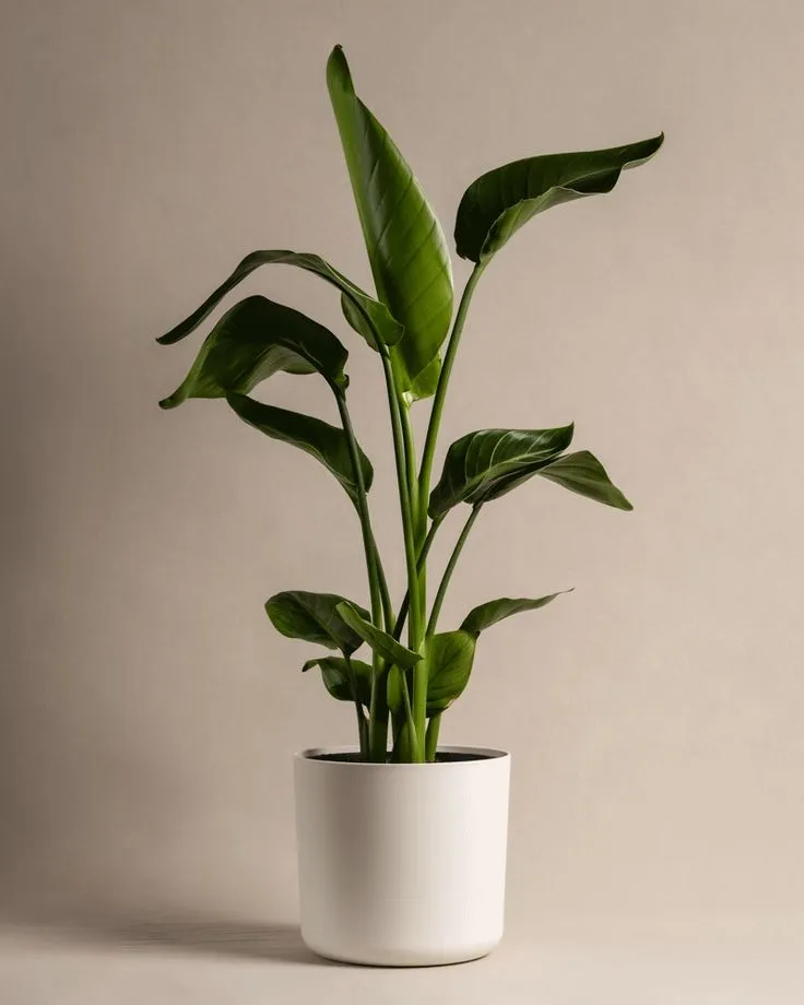 Plante-itsybitsytidy-Comment-ne-pas-faire-mourir-les-plantes-pendant-l_été-1-DI-HO