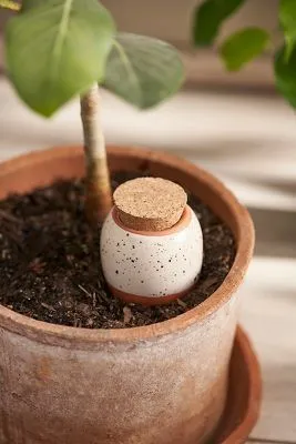 Plante-itsybitsytidy-Comment-ne-pas-faire-mourir-les-plantes-pendant-l_ete-14-DI-HO.webp
