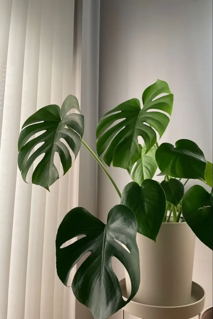 Plante-itsybitsytidy-Comment-ne-pas-faire-mourir-les-plantes-pendant-l_été-19-DI-HO